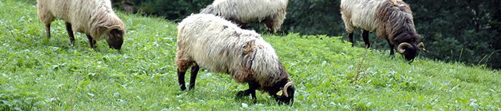 Abarka
