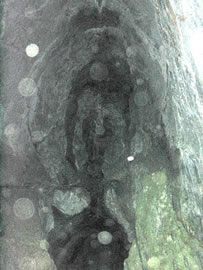 Ente de la grotte de Mari