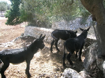 Mules