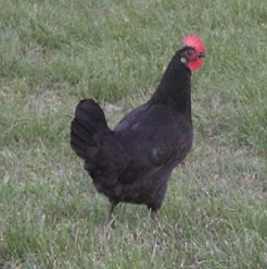 La gallina negra